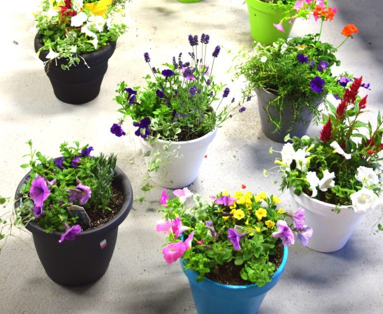 5 Tips to Plant the Best Flowers #WaveRave