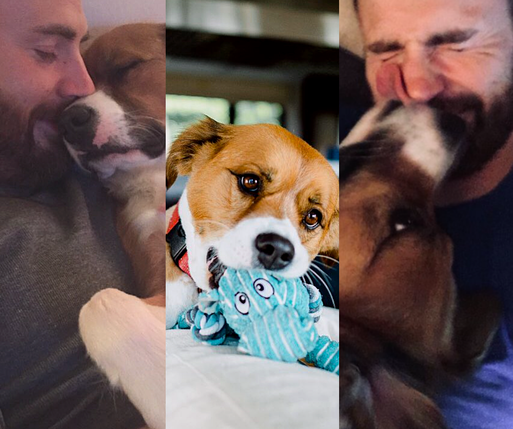 Chris Evans kissing Dodger, a man's loving interaction with a dog.