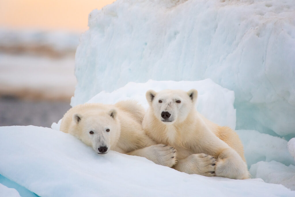 polar bear intimate moment