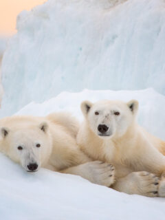 Two polar bears resting on ice.