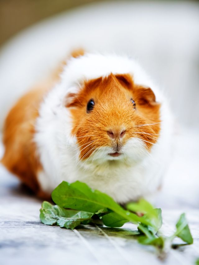 A List Of What Fruits And Vegetables Guinea Pigs Can Eat (NEW)