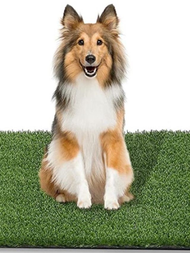 10 Best Grass Dog Potties for Indoor and Outdoor