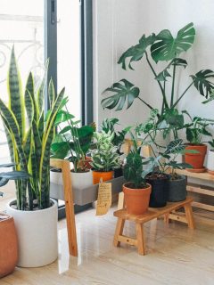 Potted plants in a room with a window benefit from the use of water crystals for plant health.