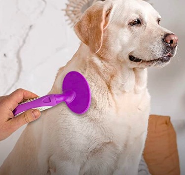 Martha Stewart for Pets Massage Bristle Dog Brush with Adjustable Strap Dog Brush for Shedding Leaves Coat Shiny and Smooth 
