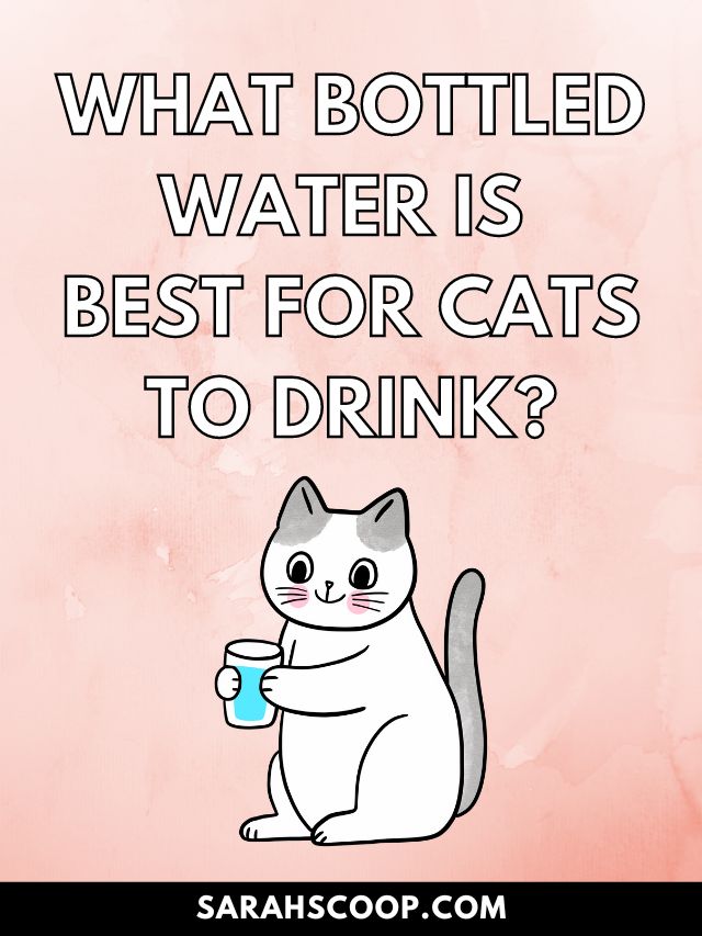 best bottled water for cats