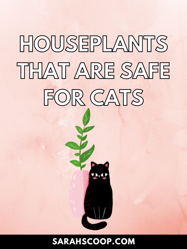 45+ Best Houseplants That are Safe for Cats