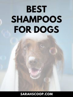Discover the best shampoos for dogs, including top-rated options for those seeking the best smelling dog shampoo and conditioner as well as overall best dog shampoo.