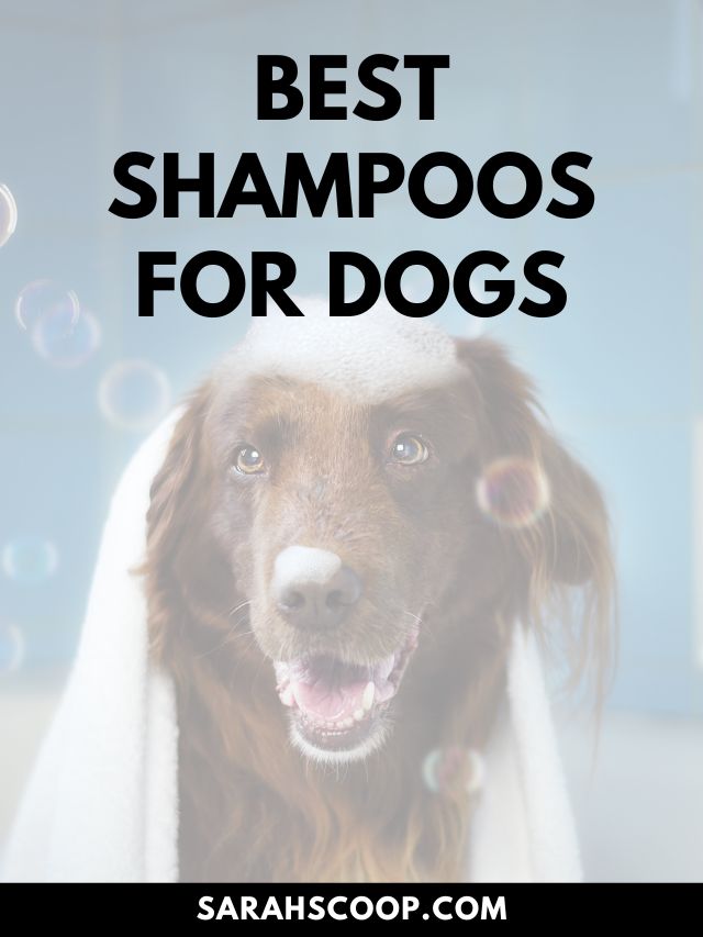 40+ Best Pet Shampoos to Use For Your Dog