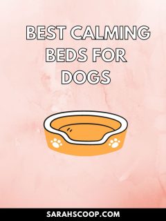 Discover the top-rated calming dog bed that provides ultimate comfort and relaxation for your furry friend