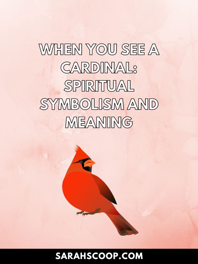 When You See A Cardinal: Spiritual Symbolism and Meaning