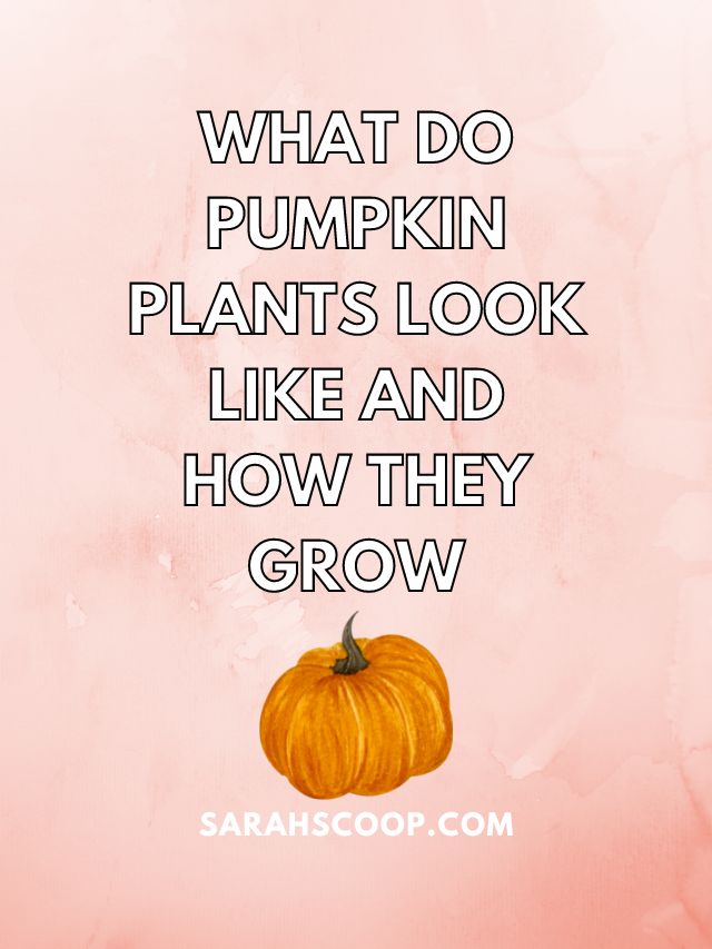 What Do Pumpkin Plants Look Like and How They Grow