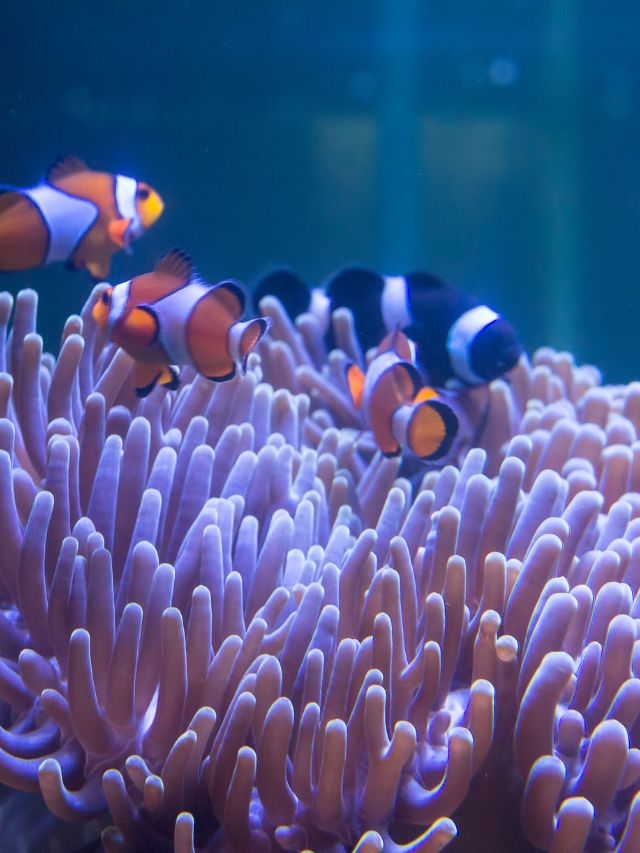 aquarium with clown fish