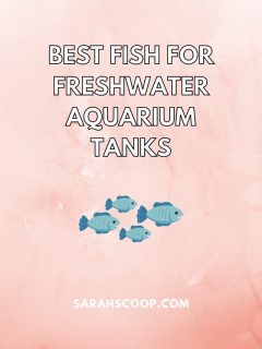 Best fish for freshwater aquarium tanks, including the best fish for 5-gallon tanks.