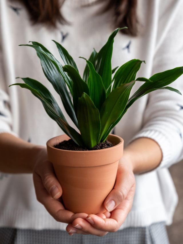 45+ Best Christmas Gift Ideas For Plant Lovers (2023)