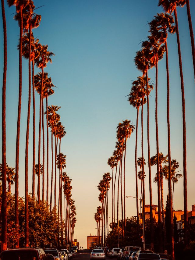 beverly hills street palm trees in los angeles california