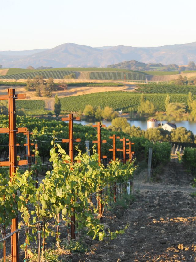 rows of vineyards in napa valley