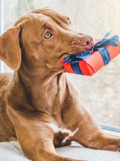 A brown dog with a present in its mouth, showcasing personalized pet gifts for owners.