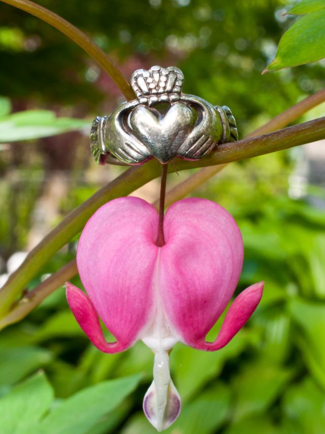 a Claddagh ring with bleeding hearts meaning of claddagh symbol