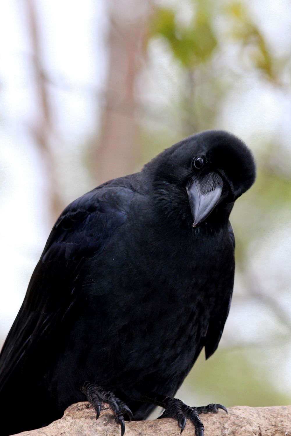 raven landing front view