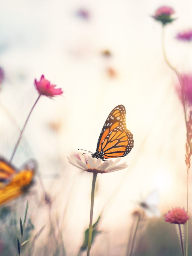 Manifestation, Meaning, and Signs of Seeing Butterflies