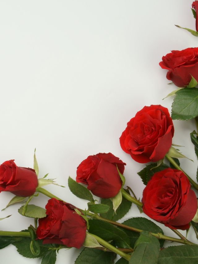 Red Roses: Their Meaning, Symbolism and History – Magic Flower Company