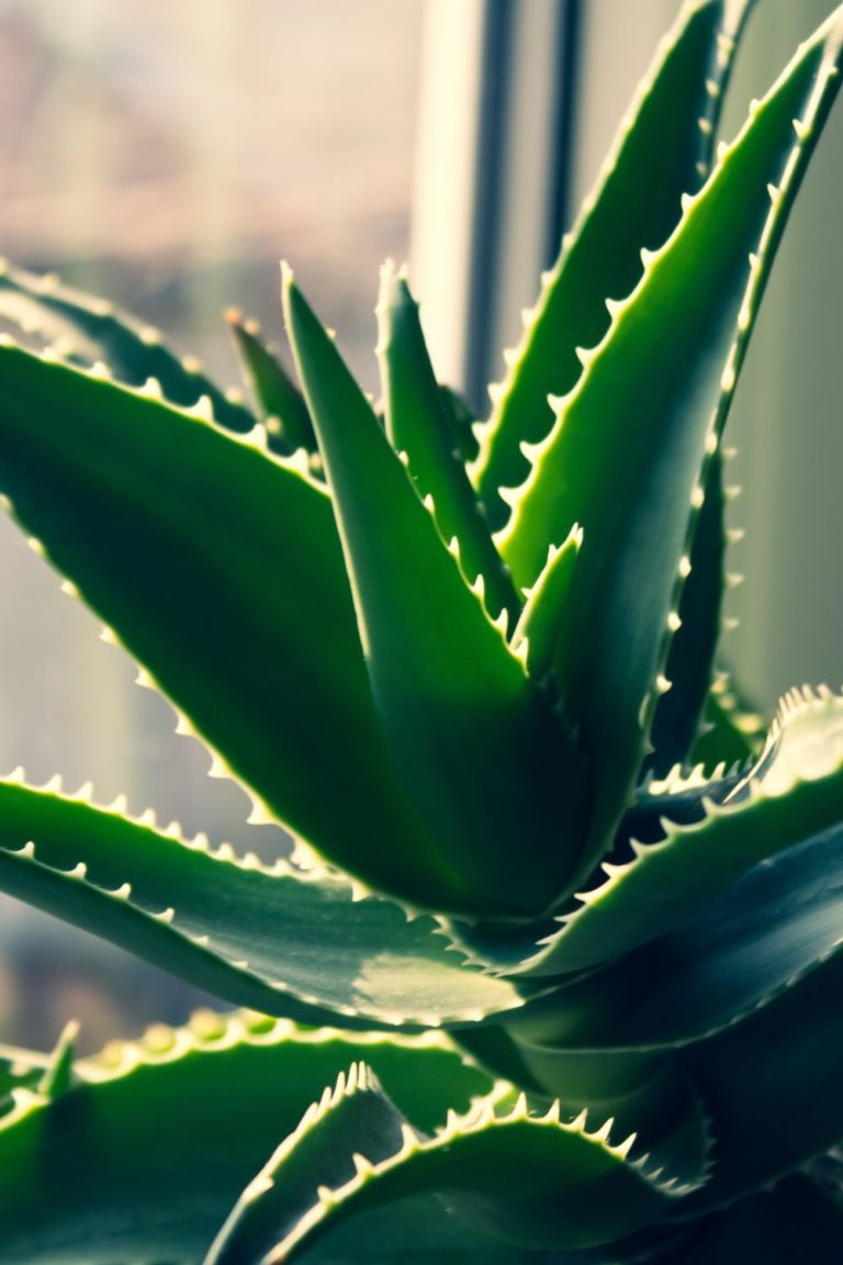 27 Best Indoor Plants That Don’t Need Sunlight