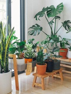 cropped-indoor-plants.jpg