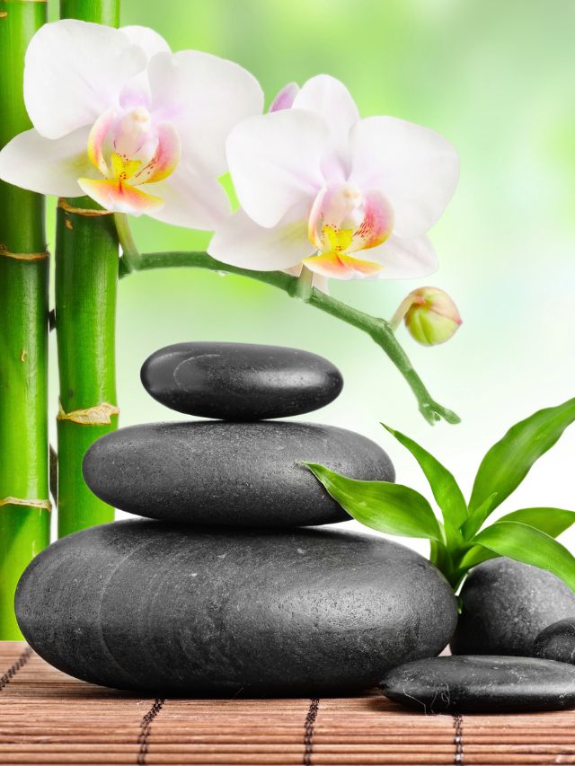 rocks with bamboo and an orchid
