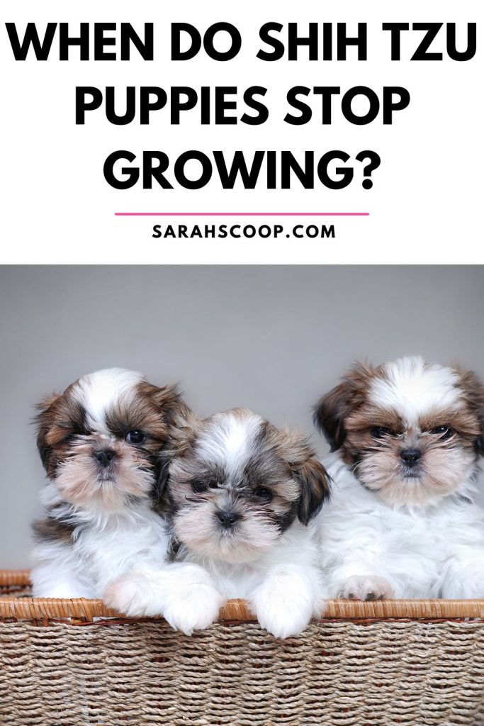 when do shih tzu puppies stop growing