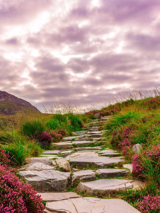 stone path in nature
