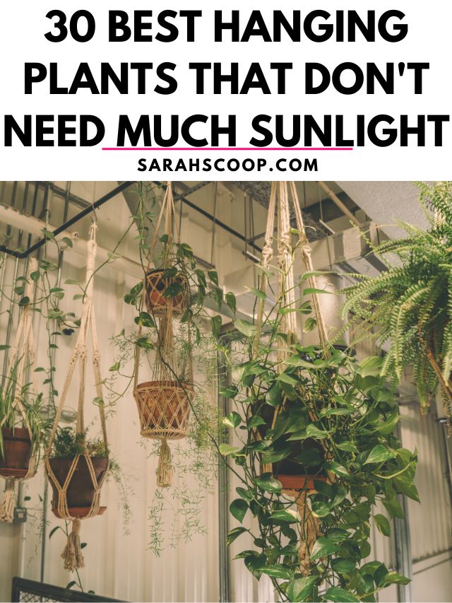best hanging plants that do not need much sunlight