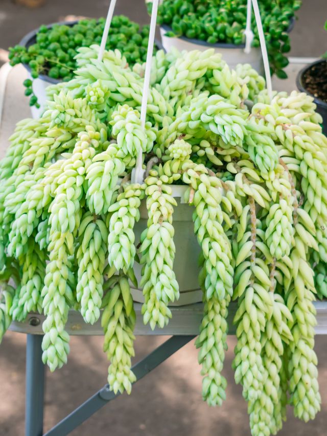 burro's tail hanging plant