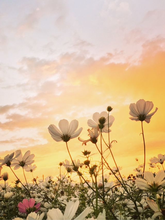 flowers in field at sunset