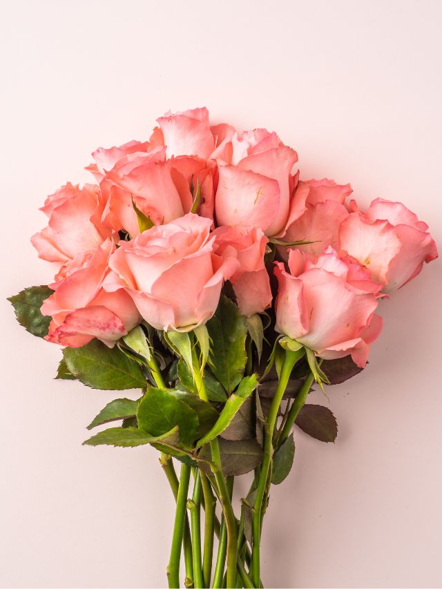 pink roses pink background