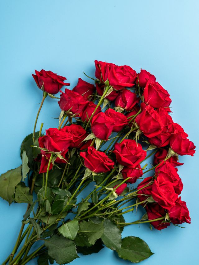red roses on blue