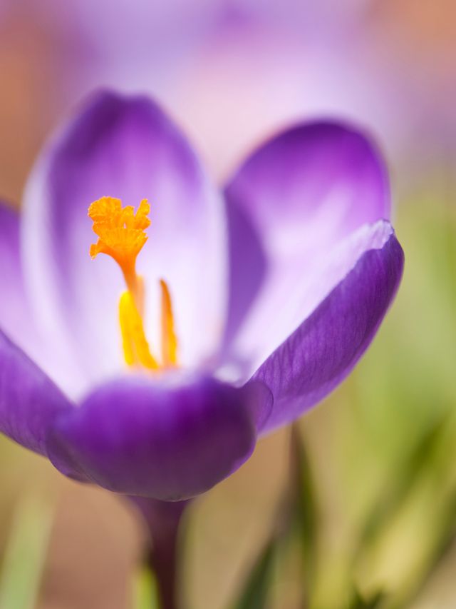 a single purple flower for new beginnings