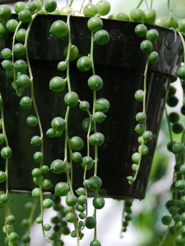 hanging string of pearls