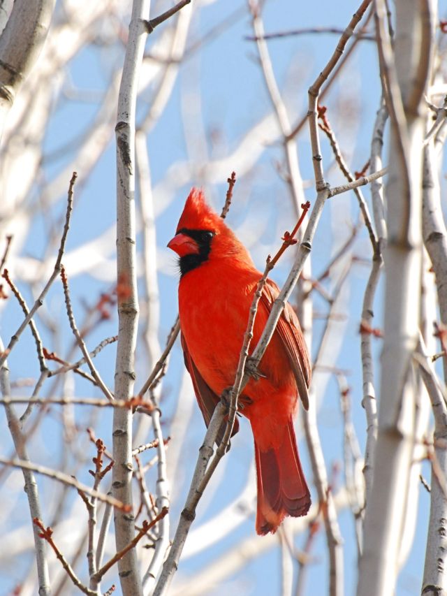 Why Cardinals Are Red  Beautiful birds, Most beautiful birds