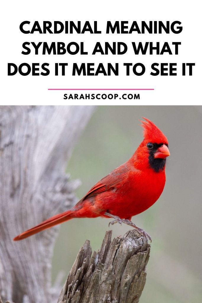 cardinal meaning symbol Pinterest image