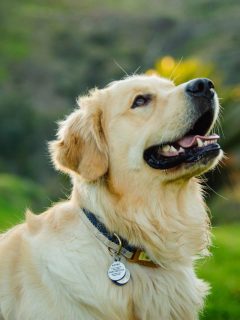 A golden retriever, resembling a Disney princess, looks up at the camera with a curious expression.