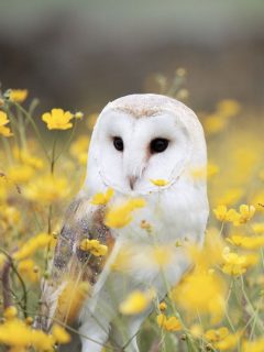 a white owl sitting in a flower field