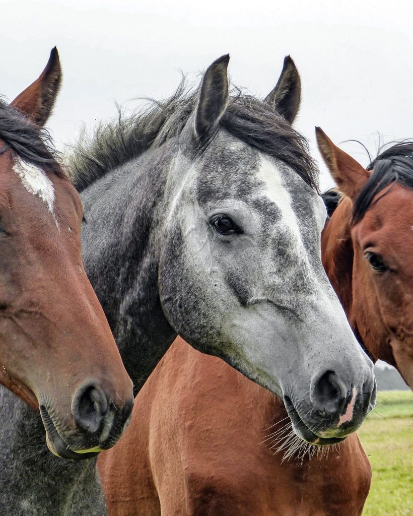 two brown horses with a grey horse in the middle 