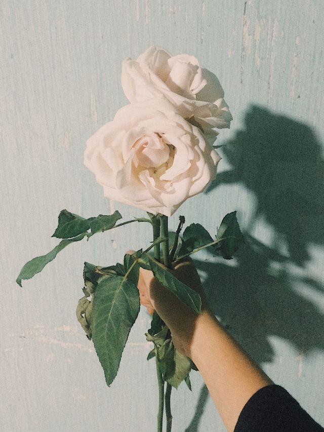 hand holding white rose