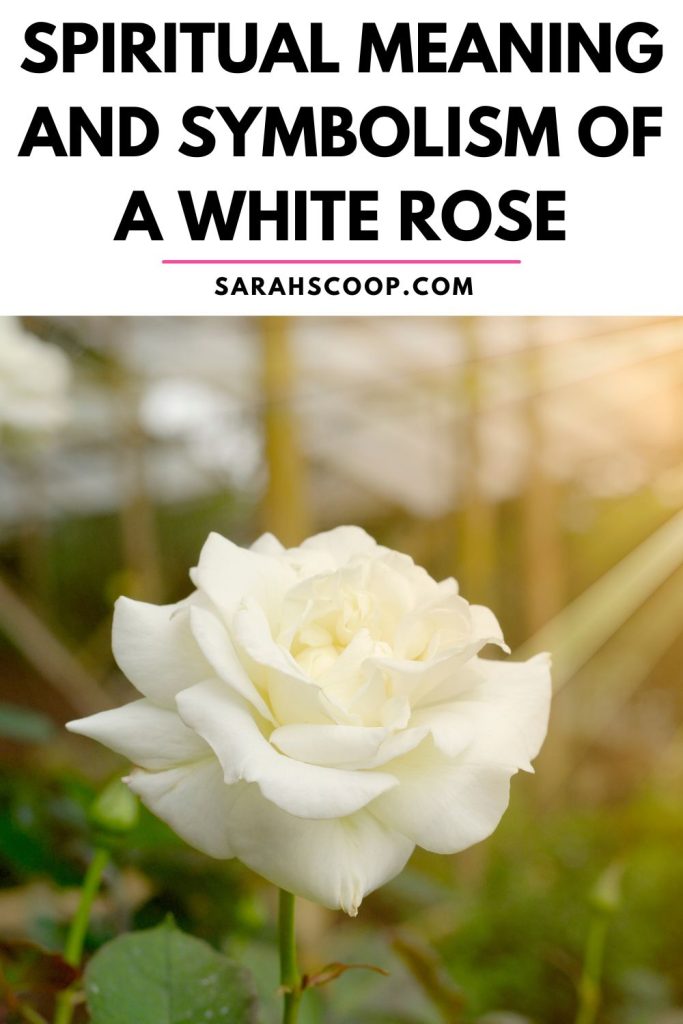 symbolism of a white rose Pinterest image