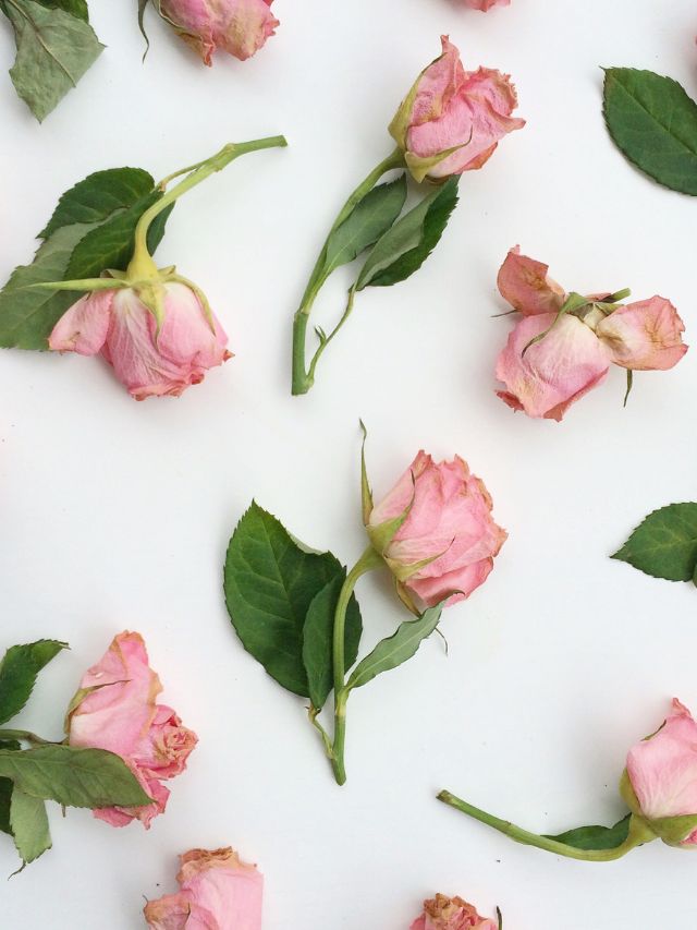 roses on white background