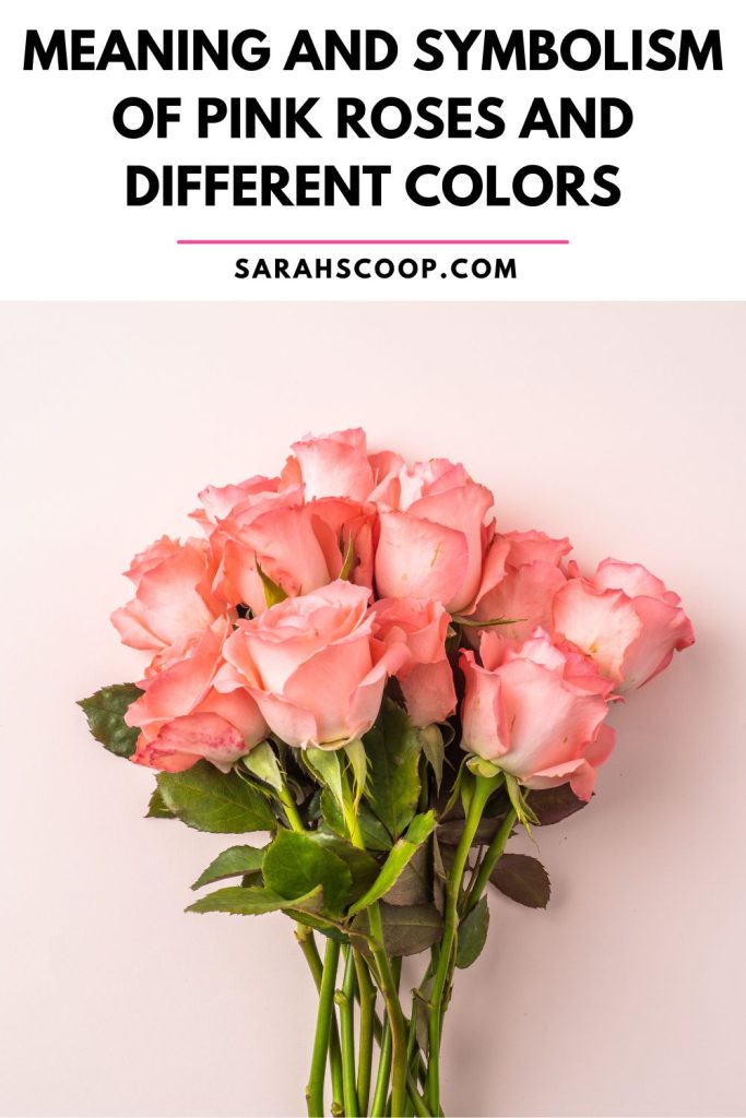 symbolism of pink roses Pinterest image