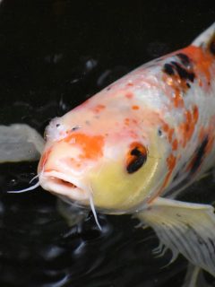 yellow and orange koi fish