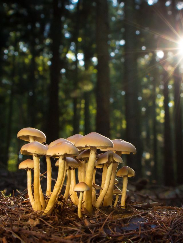 Symbolism of Mushrooms: Spiritual Meanings