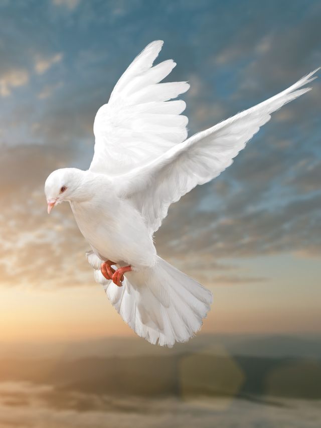 peace dove flying