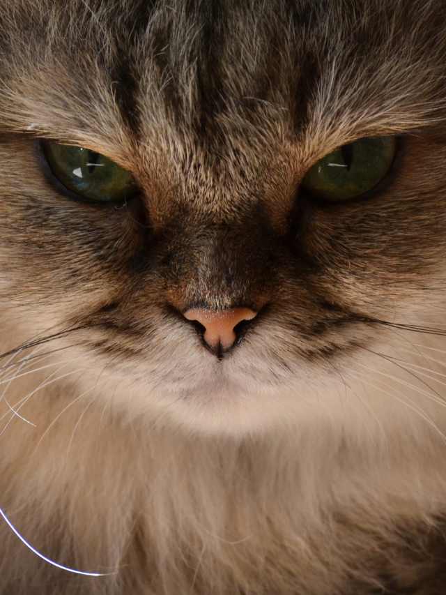angry cat images